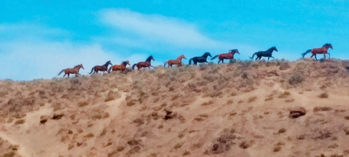Wild horses in Eastern Washington